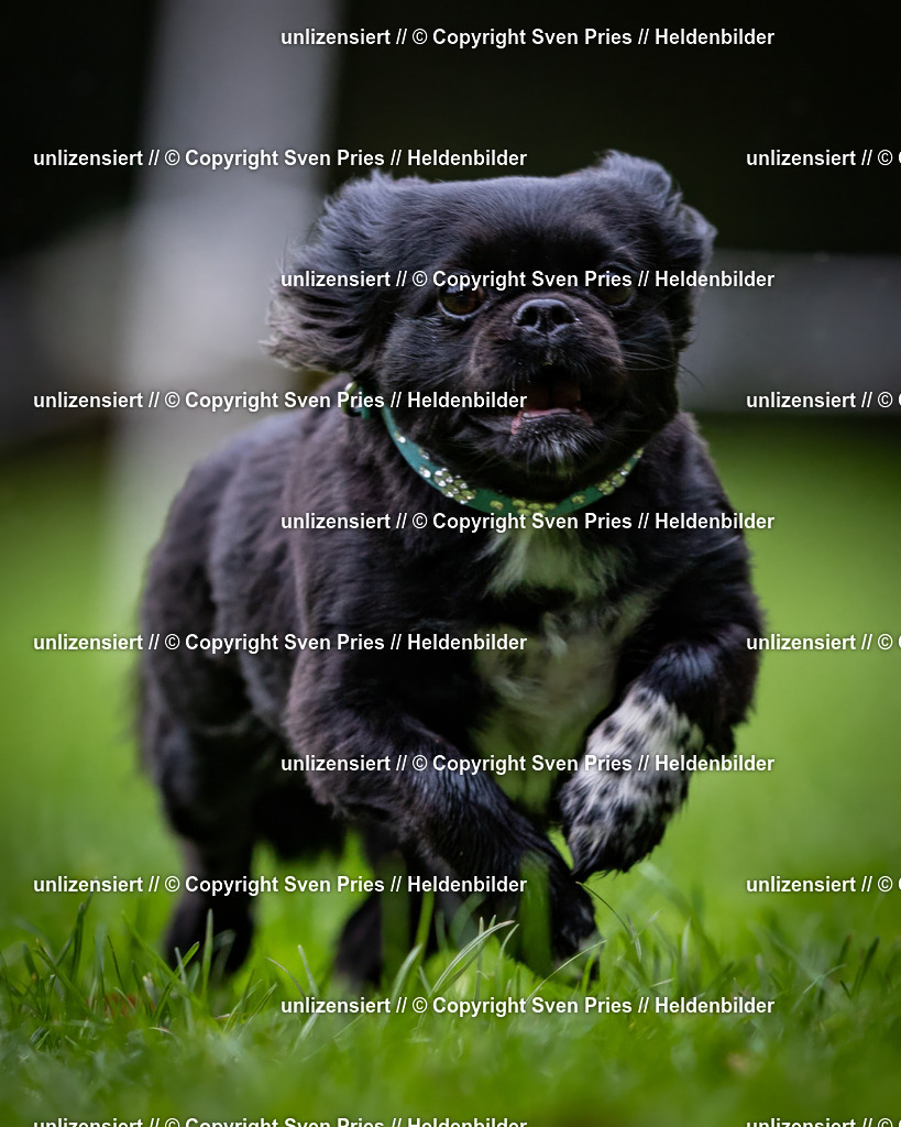 Sven Pries | 2024-10-19 - Hunderennen Ober-Grombach - Realisiert mit Pictrs.com