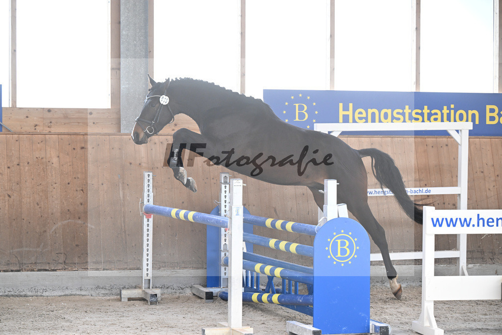 Kat-Nr. 15 Octopus v. Ostinato XX_Bray_14261888 | hf-fotografie - Realisiert mit Pictrs.com