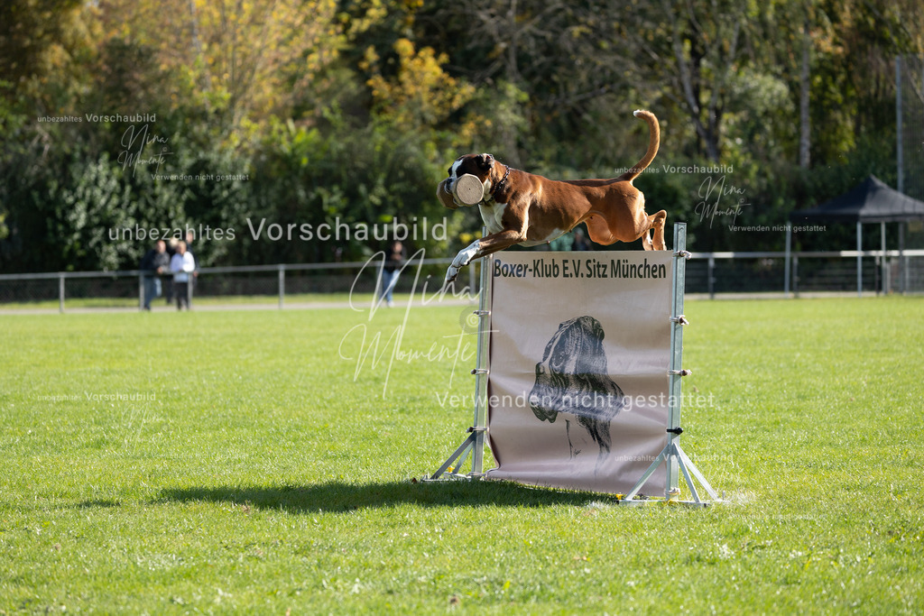 _16A6946 | Einzigartige Fotos von Hunden & Menschen –Actionfotos, Portraits, Vereinsaufnahmen & Paarshootings – authentisch, lebendig & mit Herz.