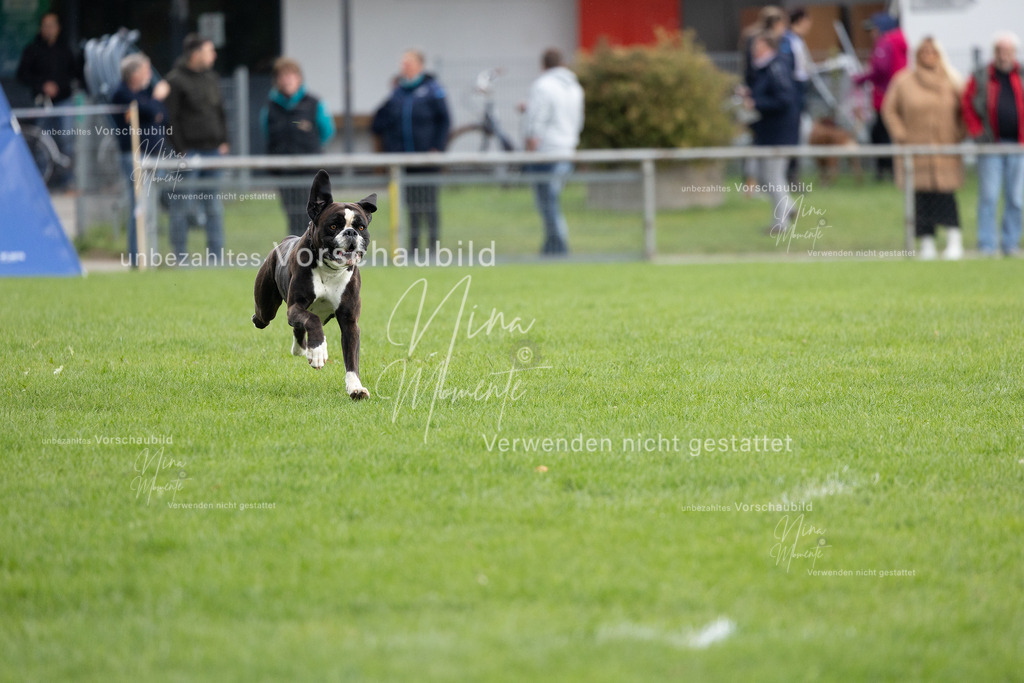 _16A7093 | Einzigartige Fotos von Hunden & Menschen –Actionfotos, Portraits, Vereinsaufnahmen & Paarshootings – authentisch, lebendig & mit Herz.