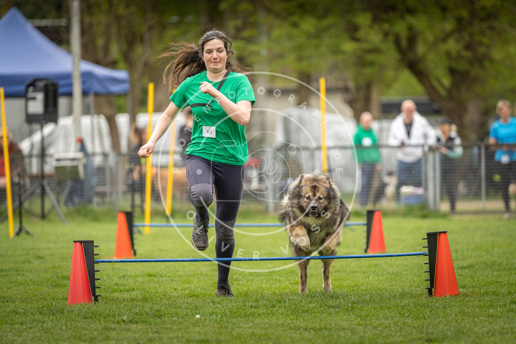 Pfotenfotografie_DV3A2477 | Hundefotografie, Tierfotograf, Pfotenfotografie, Fotoshooting Hund, Hunde Portrait, Hundesport, Hundeportraits, Heideshooting, Hunde, Sportfotograf, Hundefotograf, Turnierhundsport, THS,  - Realisiert mit Pictrs.com