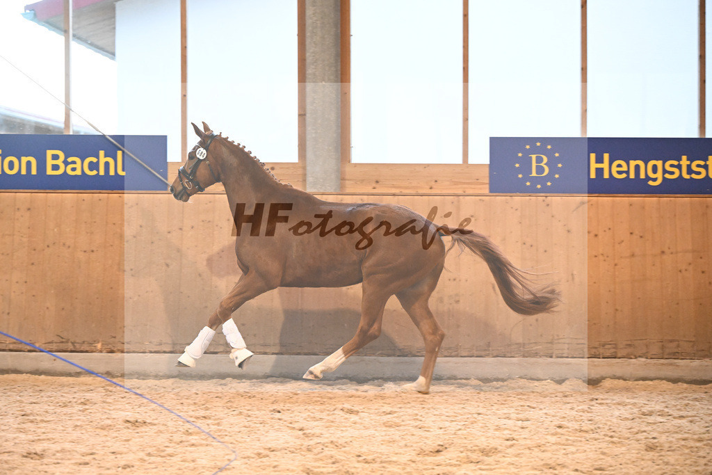 Kat-Nr. 36 Walentino v. Wicked Game Woodlander_Huebner_5252235 | hf-fotografie - Realizzato con Pictrs.com