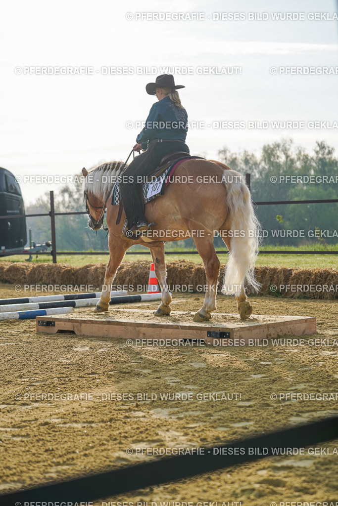 DSC00303 | Pferdegrafie