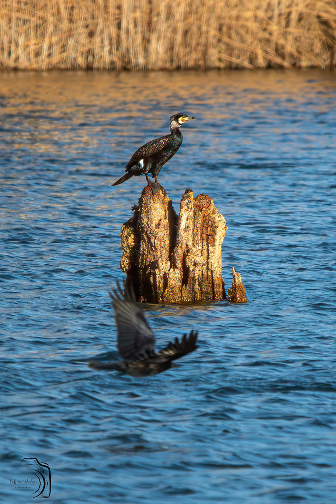 Herrscher über Wasser und Wind - Komoran | Holzisphotography, Landschaftsfotografie, Wildlifefotogorafie - Realisiert mit Pictrs.com