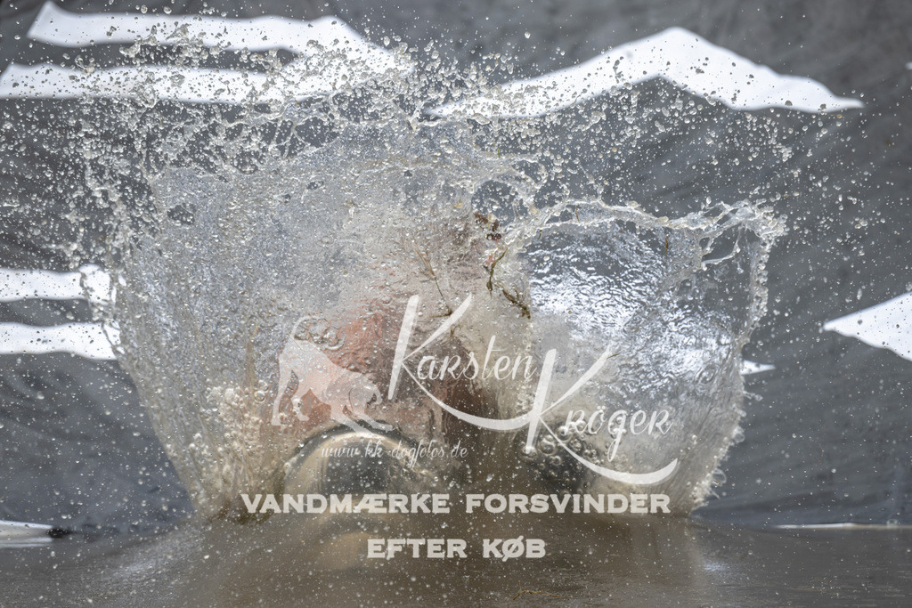 1343_ZZ93048 | kk-dogfotos