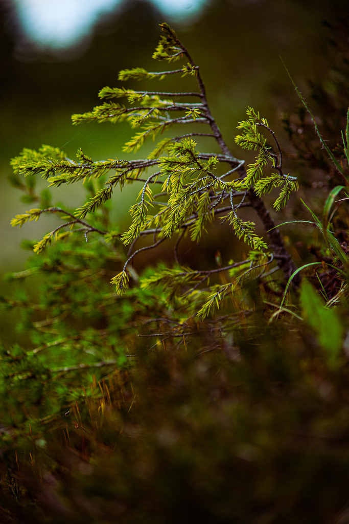 Junges Bäumchen | Fotografie, Kärnten, Kunst, Wolfsberg, Lavanttal, mawe_gallery, Lodiaut_Photography, Wandbild, Poster, Posterdruck, Leinwand, Leinwanddruck - Realisiert mit Pictrs.com