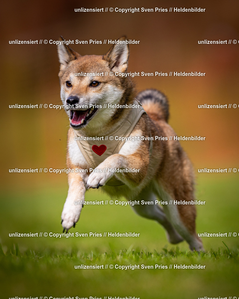 Sven Pries | 2024-09-22 - Hunderennen Baden-BadenPudelverein - Realisiert mit Pictrs.com