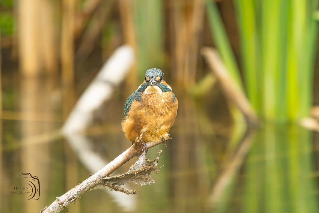 Eisvogel-8479-Verbessert-RR-Bearbeitet | Holzisphotography, Landschaftsfotografie, Wildlifefotogorafie - Realisiert mit Pictrs.com