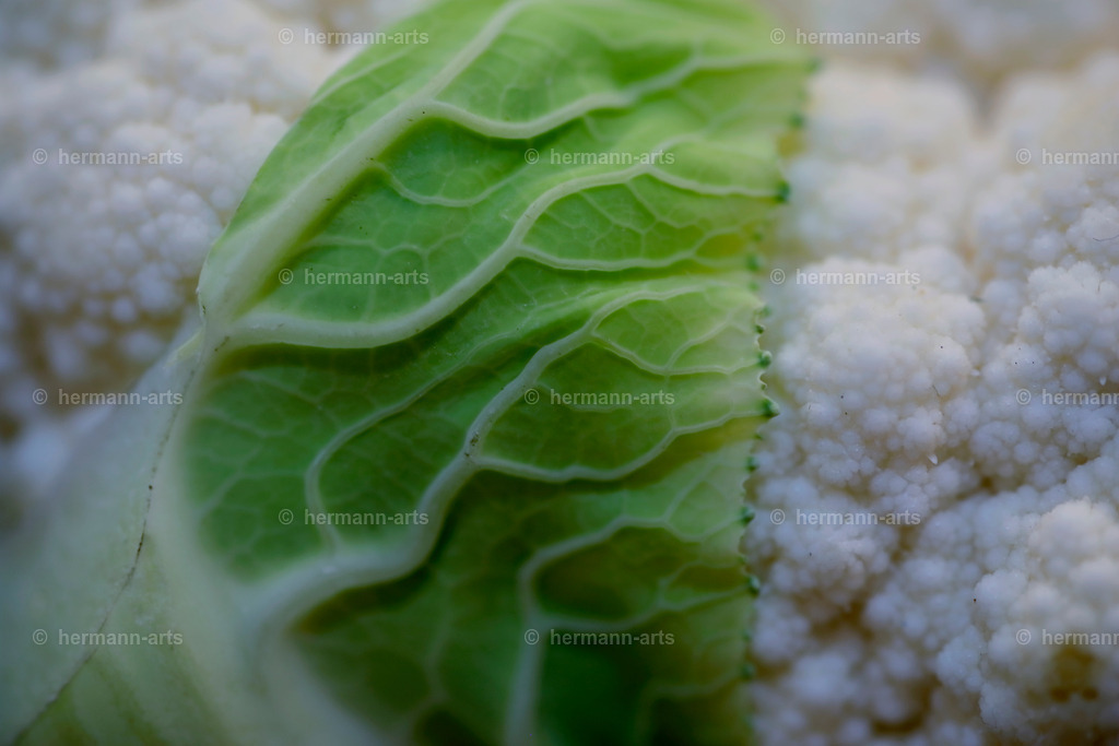 Fruits-Art-016 | Photo Foto Kunst Art schwarzweiss Bilder Rheine Münster Berlin Blumen 
