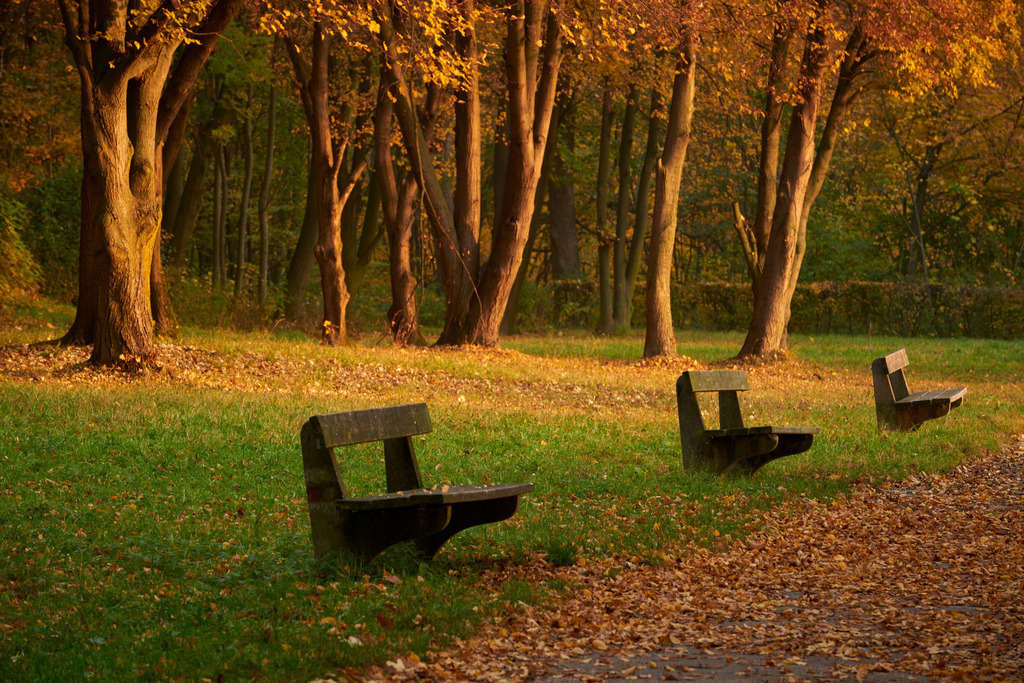 Parkbaenke im herbstlichen Wienerwald | Wien, Austria - October 28, 2016: Parkbaenke im herbstlichen Wienerwald. - Realisiert mit Pictrs.com