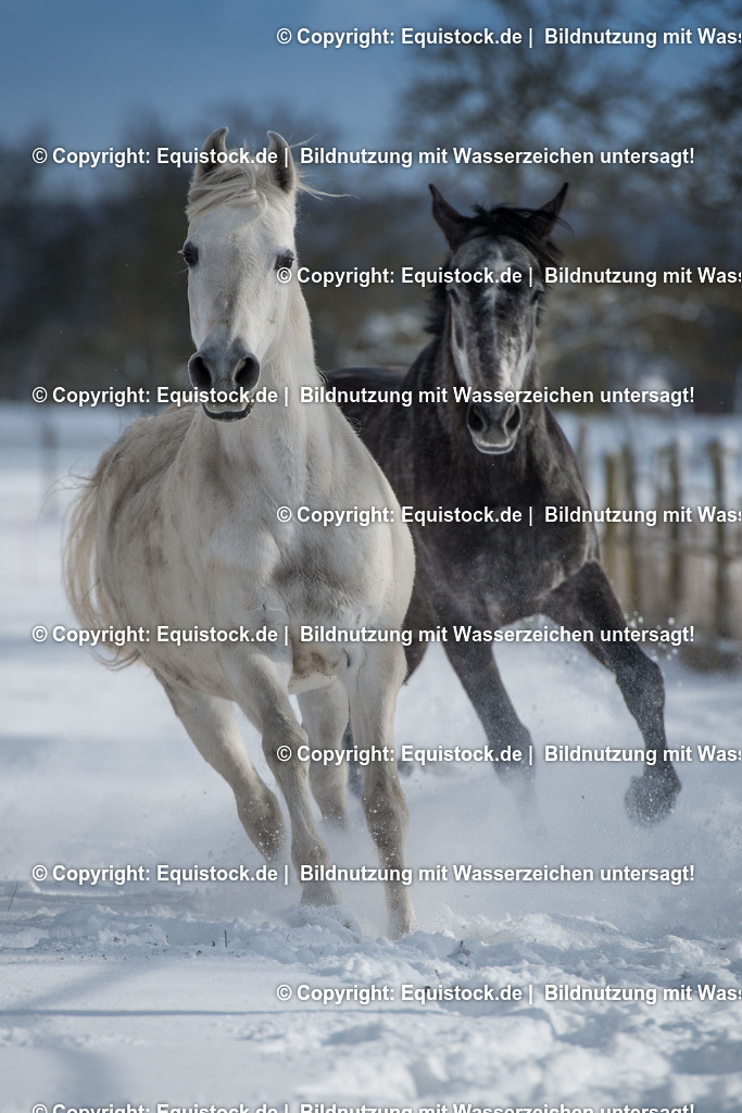 20160117_Galoppierende_Pferde_auf_Winterkoppel_0001 | equistock