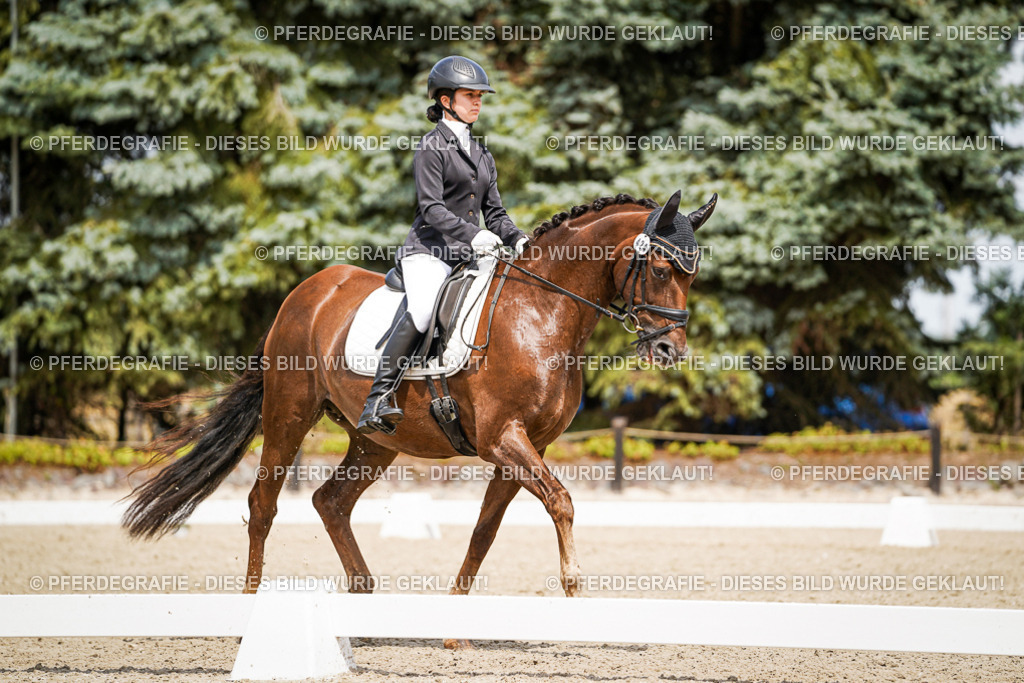 DSC03524 | Pferdegrafie