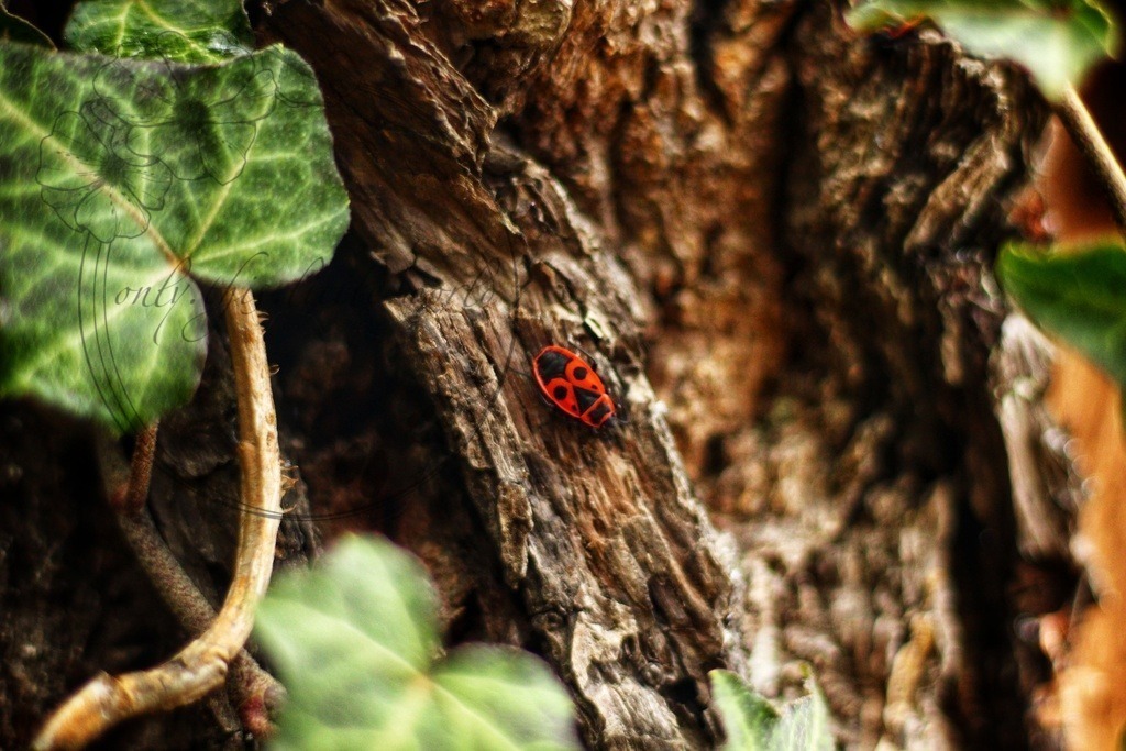 Feuerwanze 002 | only.this.little.world - Realisiert mit Pictrs.com