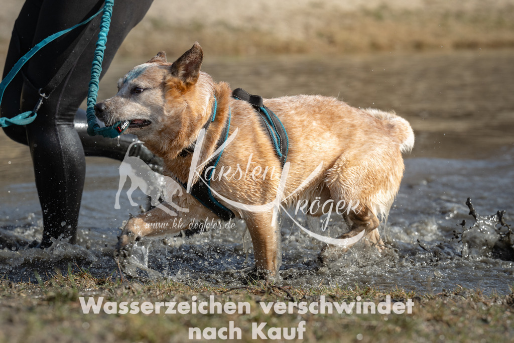 1300_ZZ93782 | kk-dogfotos
