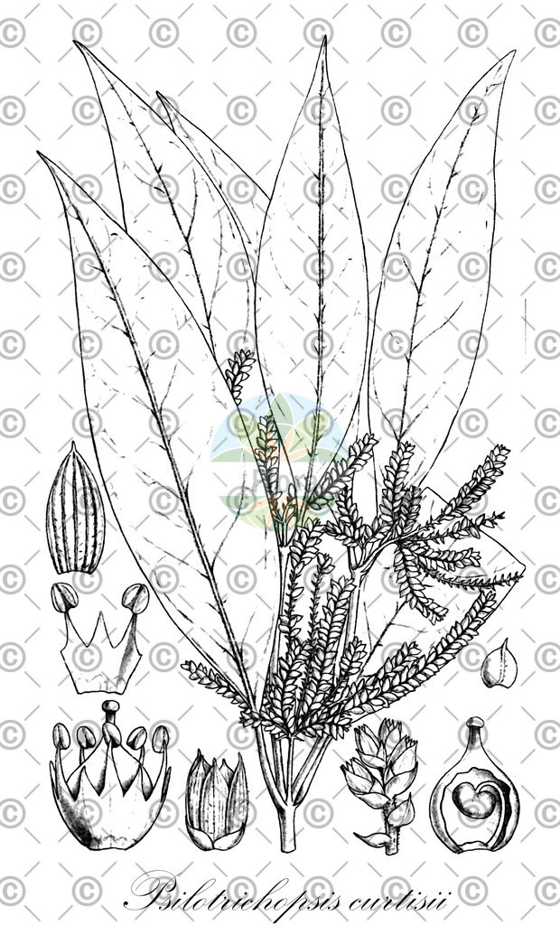 HistAbb_EMP_525_1_SIMPLE | Historische Abbildung von Psilotrichopsis curtisii - Amaranthaceae | Historical Illustration of Psilotrichopsis curtisii - Amaranthaceae