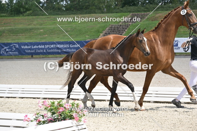 23_Secret - Bon Courage_935_1699 | Björn Schroeder Pferdefotografie