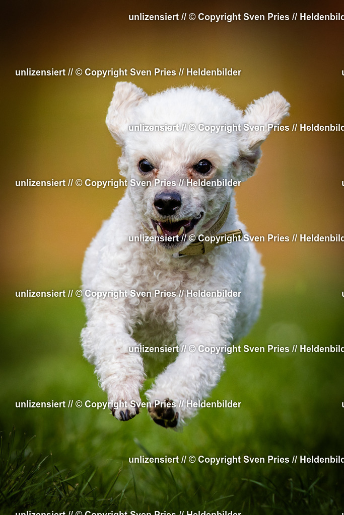 Sven Pries | 2025-04-13 - Hunderennen Baden-Baden - Realisiert mit Pictrs.com