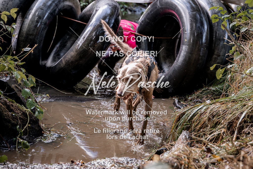 nelerasche_Hunsrück2026_Sa1400-1500_115 | nelerasche
