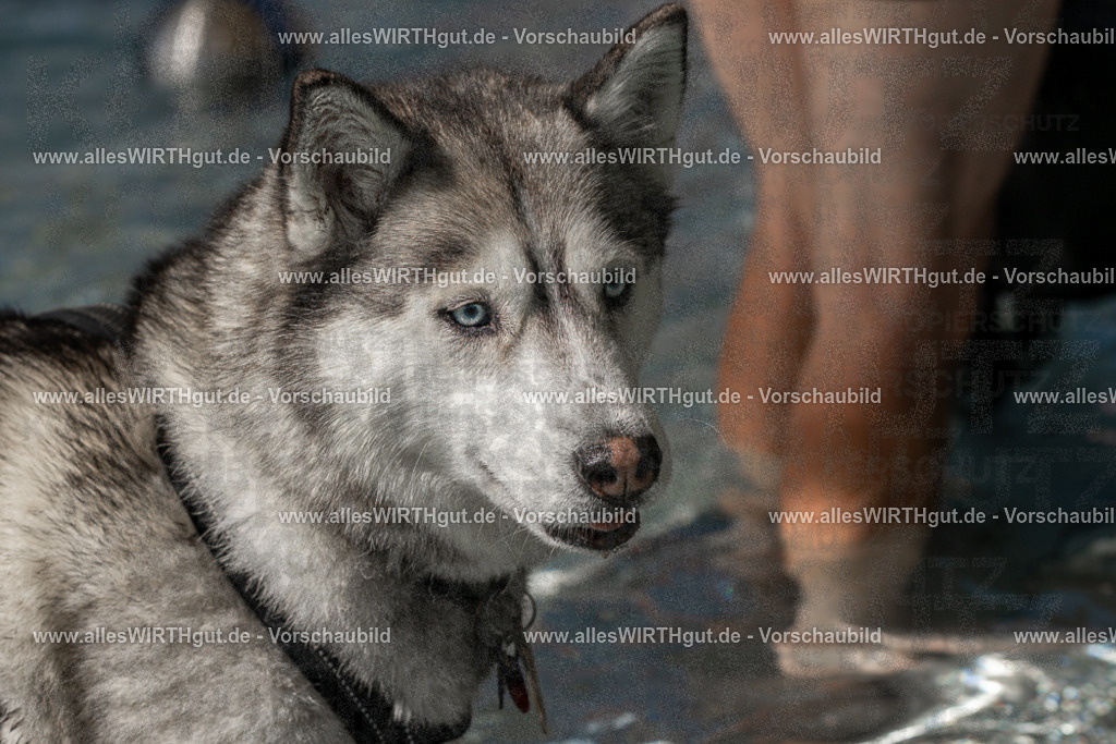Hundeschwimmen_Volksbad_2026-allesWIRTHgut_Tierfotografie-2609061400-FAY06864 | Professionelle Tierfotografie in Mönchengladbach von Daniel Wirth (allesWIRTHgut). Liebevolle & natürliche Bilder von Hunden & Katzen für unvergessliche Erinnerungen.
