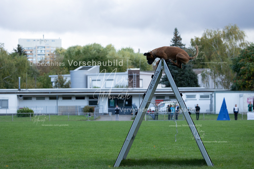 _16A4762 | Einzigartige Fotos von Hunden & Menschen –Actionfotos, Portraits, Vereinsaufnahmen & Paarshootings – authentisch, lebendig & mit Herz.