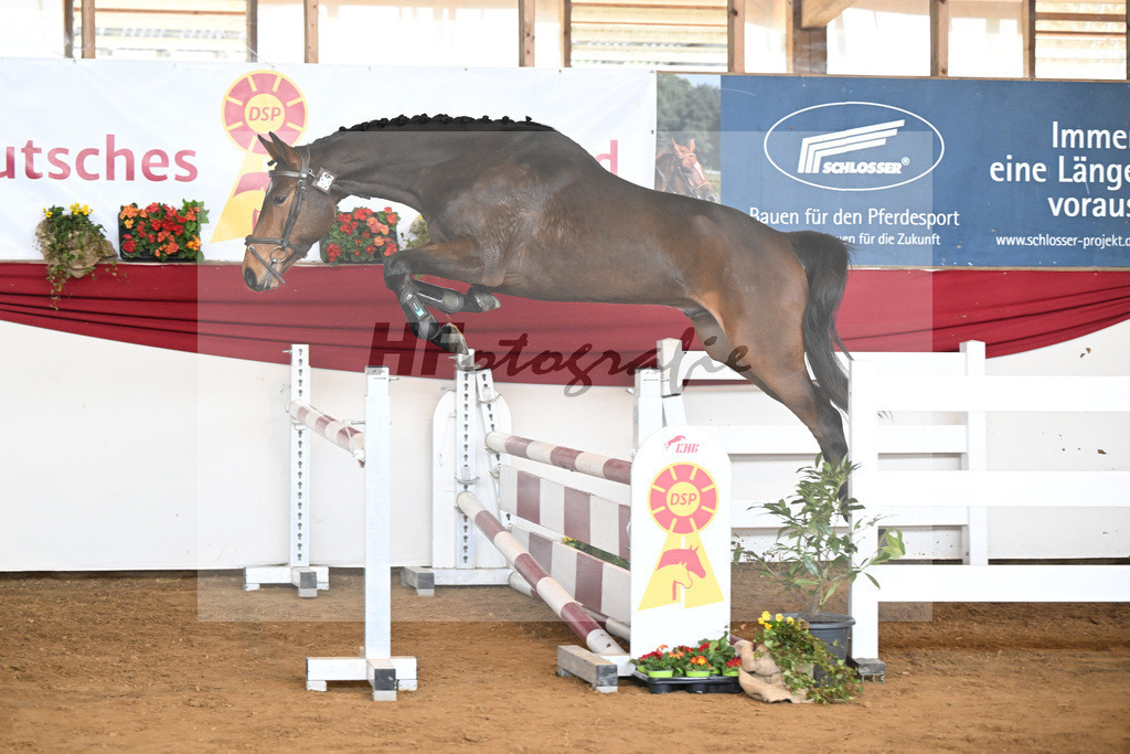 Kat-Nr. 29 Ari Z v. Adzaro de L Abbaye B_Friz_16250711 | hf-fotografie - Realisiert mit Pictrs.com