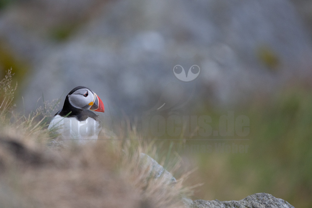 R5NF3002-20230719 | Das Bild zeigt einen Papageitaucher (Fratercula arctica), der inmitten von Gras und Steinen sitzt. Der Vogel hat sein charakteristisches buntes Schnabelmuster und ein schwarz-weißes Gefieder. Es scheint, als ob der Papageitaucher in seiner natürlichen Umgebung ruht oder nach Nahrung sucht. - Realisiert mit Pictrs.com