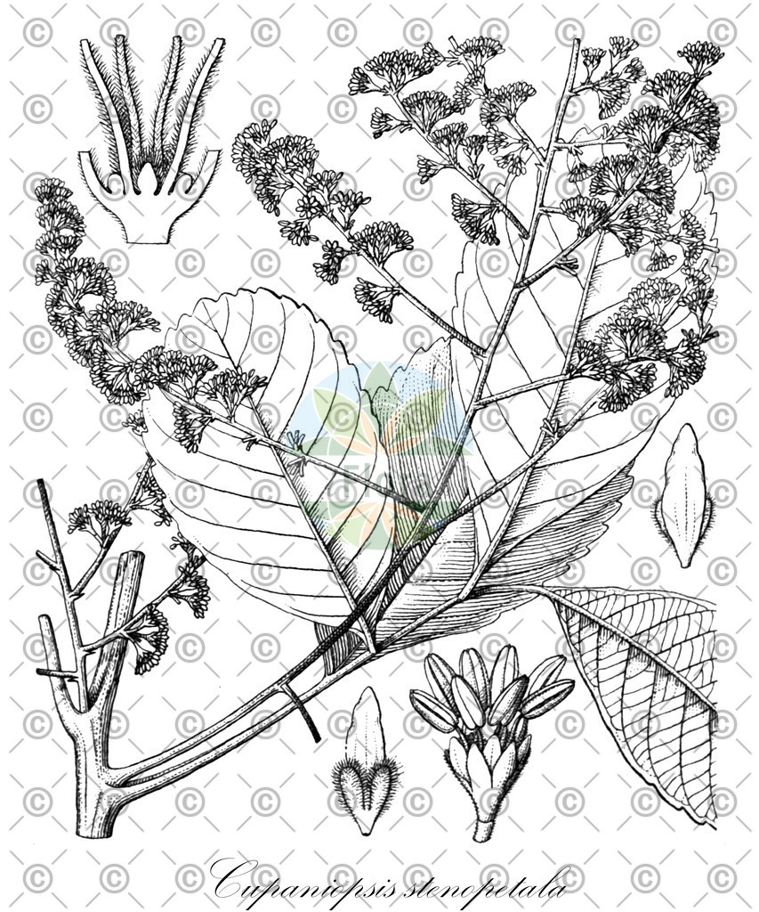 HistAbb_EMP_106439_1_SIMPLE | Historische Abbildung von Cupaniopsis stenopetala - Sapindaceae | Historical Illustration of Cupaniopsis stenopetala - Sapindaceae