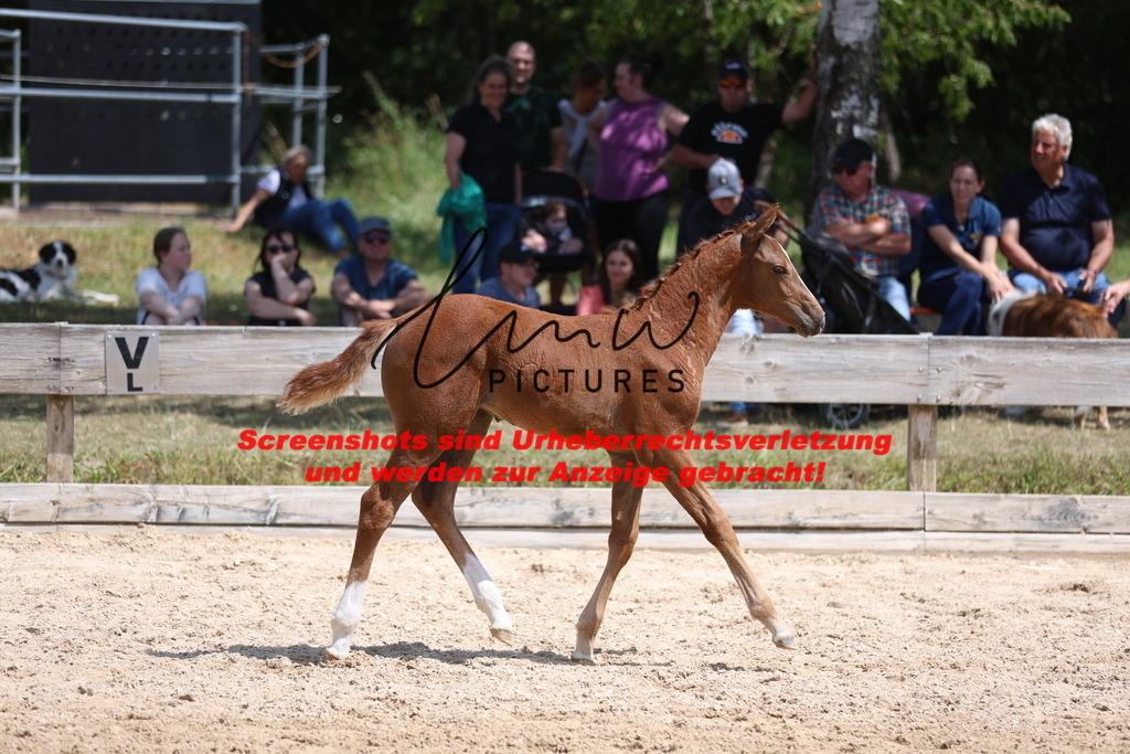 Fohlenschau_Schwäbisch_Hall_springbetonte_Fohlen_KN 36_2 | lmwpictures - Realisiert mit Pictrs.com