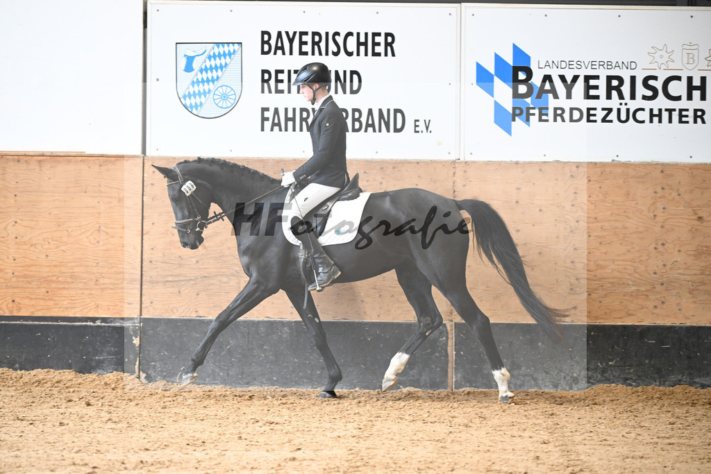 Kat-Nr. 8 Selma v. Don Royal_Eder_50250297 | hf-fotografie - Realisiert mit Pictrs.com