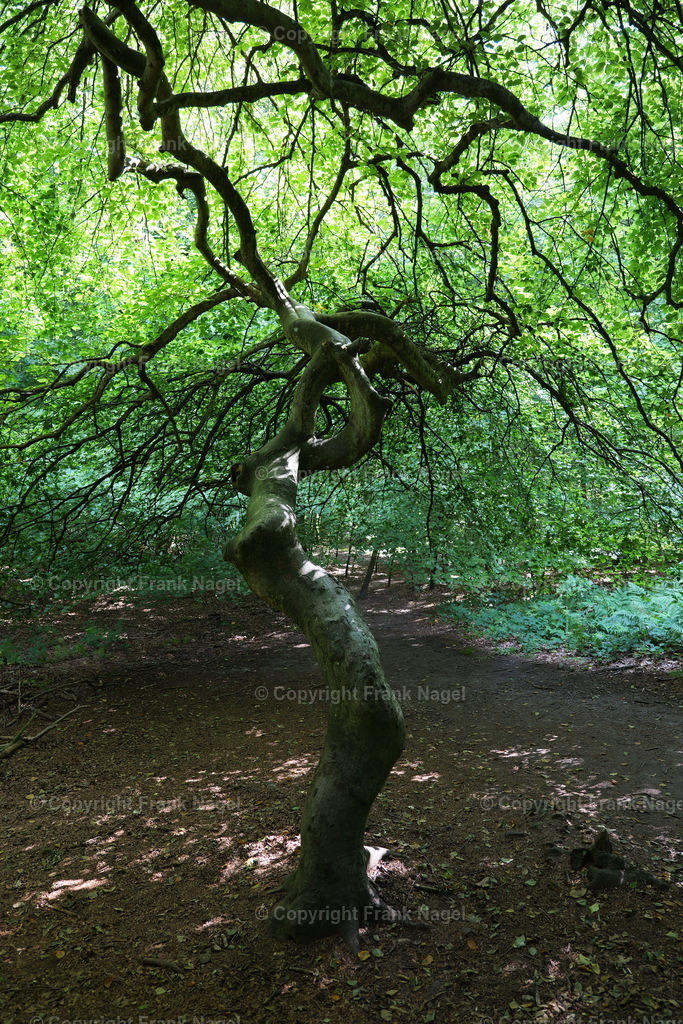 Hexenwald im Waldpark Semper | Der Hexenwald befindet sich auf der Insel Rügen im Ort Lietzow im Waldpark Semper und besteht aus Krüppel- bzw. Süntelbuchen.  - Realisiert mit Pictrs.com