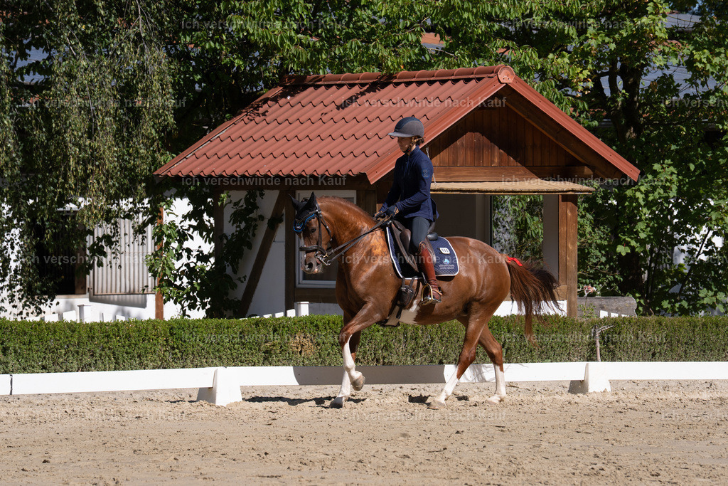 WL_DR_86_sinafilmart_IN06963 | working equitationturnier fotograf videograf stoibphotography marixx film working equitation deutschland reitsport turnierfotografie eventfotografie equestrian events