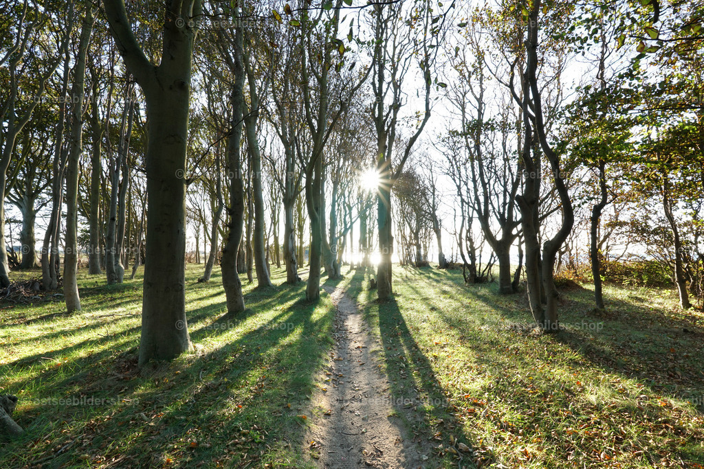 Wald am Meer im Gegenlicht | Sonnenlicht am Nachmittag wirft lange Schatten in einen Wald an der Ostsee.
