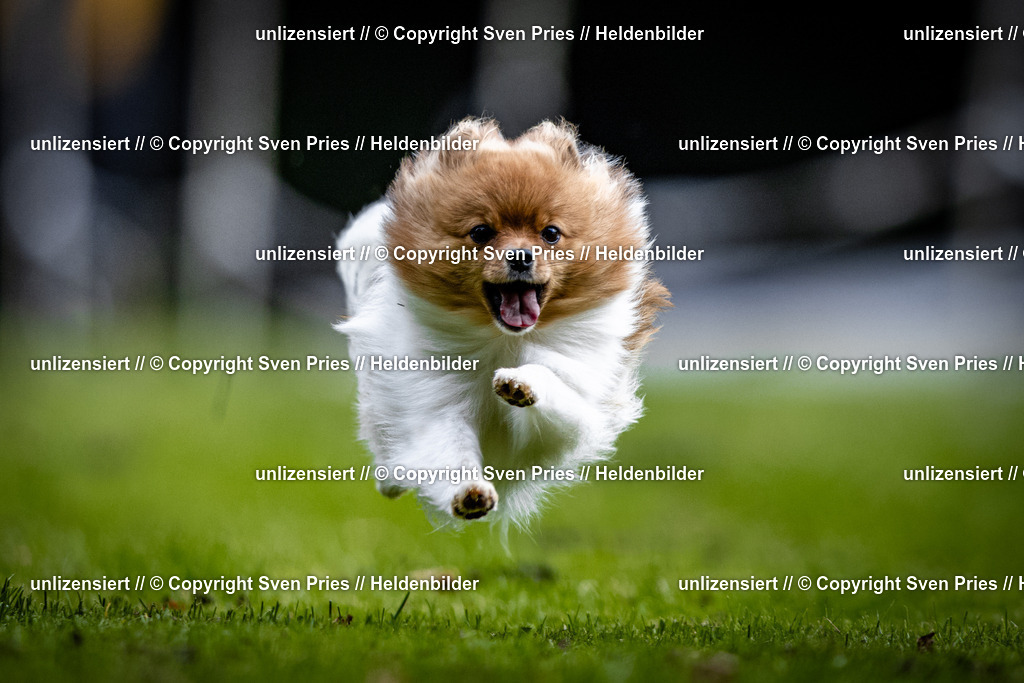 Sven Pries | 2025-10-03 - Hunderennen Obergrombach - Realisiert mit Pictrs.com