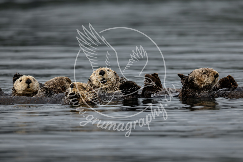 floating together - sea otter, canada | Authentische Landschafts- & Wildtierfotografie aus der Schweiz. Hochwertige Wandbilder, Fine-Art-Prints und Wunschmotive nach Auftrag – sorgfältig entwickelt im Grumagraphy-Style
