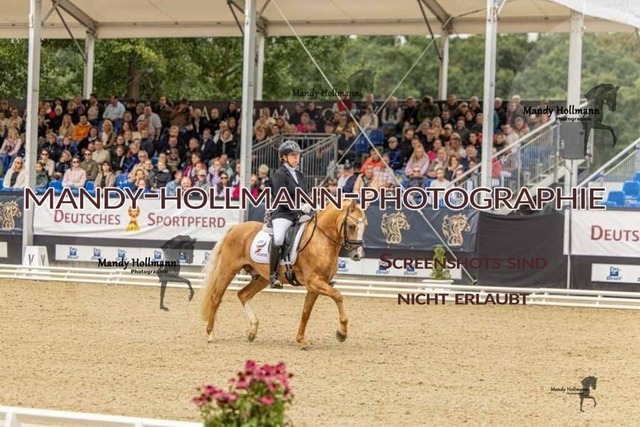30-8-26 4j Hengste-104 | mandyhollmannphotographie
