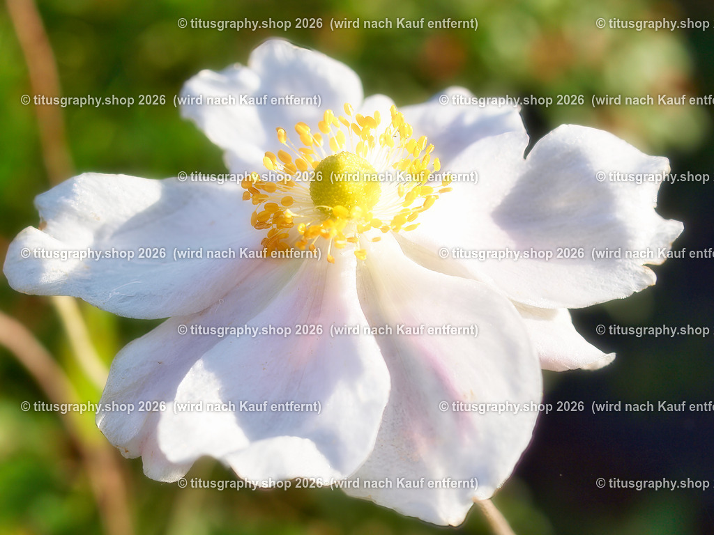 titusgraphy-PA221773-ln-02 | titusgraphy-shop: Geschenkideen mit Qualitätsfotos. titusgraphy-shop: gift ideas with quality photos. titusgraphy-shop: idées cadeaux avec photos de qualité.  - Realisiert mit Pictrs.com