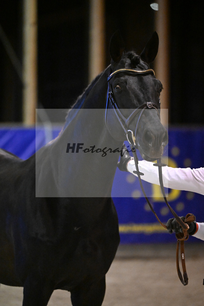 Adzarro de L Abbaye B_14261488 | hf-fotografie - Realisiert mit Pictrs.com