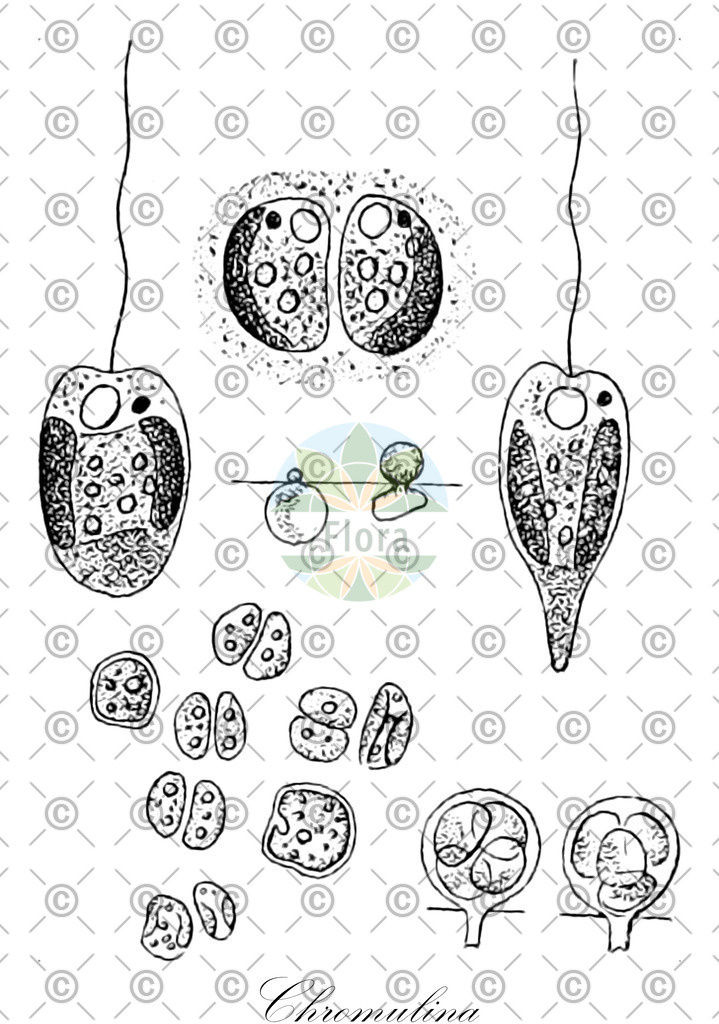 HistAbb_wfo-0000852371_1_ENZY_Simple | Historische Abbildung von Chromulina - Chromulinaceae (0) | Historical Illustration of Chromulina - Chromulinaceae (0)