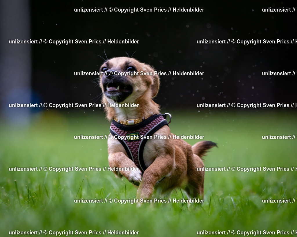 Sven Pries | 2024-10-19 - Hunderennen Ober-Grombach - Realisiert mit Pictrs.com