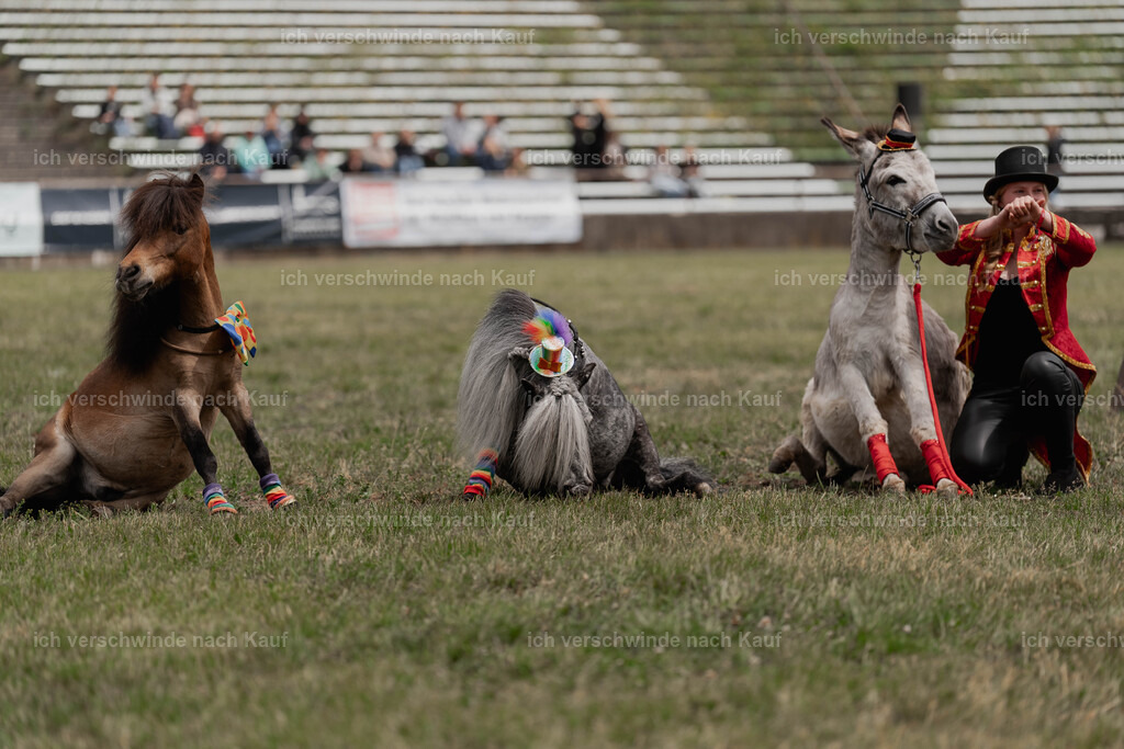 Showprogramm-275 | working equitationturnier fotograf videograf stoibphotography marixx film working equitation deutschland reitsport turnierfotografie eventfotografie equestrian events