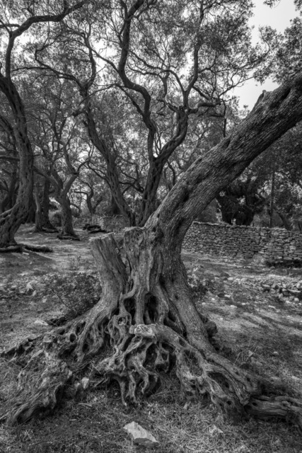 Olive Baum / Olea europaea, Olivia / Olive tree | Kreative Fotografie von Fotoloft-MaciejRusinek aus Frankfurt am Main. Große Motivauswahl in individuell ausgewählten Formaten auf unterschiedlichen Materialien. Bestellen bequem online.
Preise sind variable, je nach Material und Größe. 
 - Realisiert mit Pictrs.com