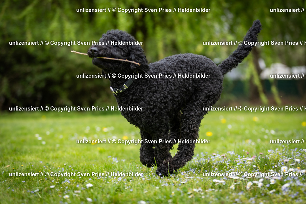 Sven Pries | 2025-04-13 - Hunderennen Baden-Baden - Realisiert mit Pictrs.com