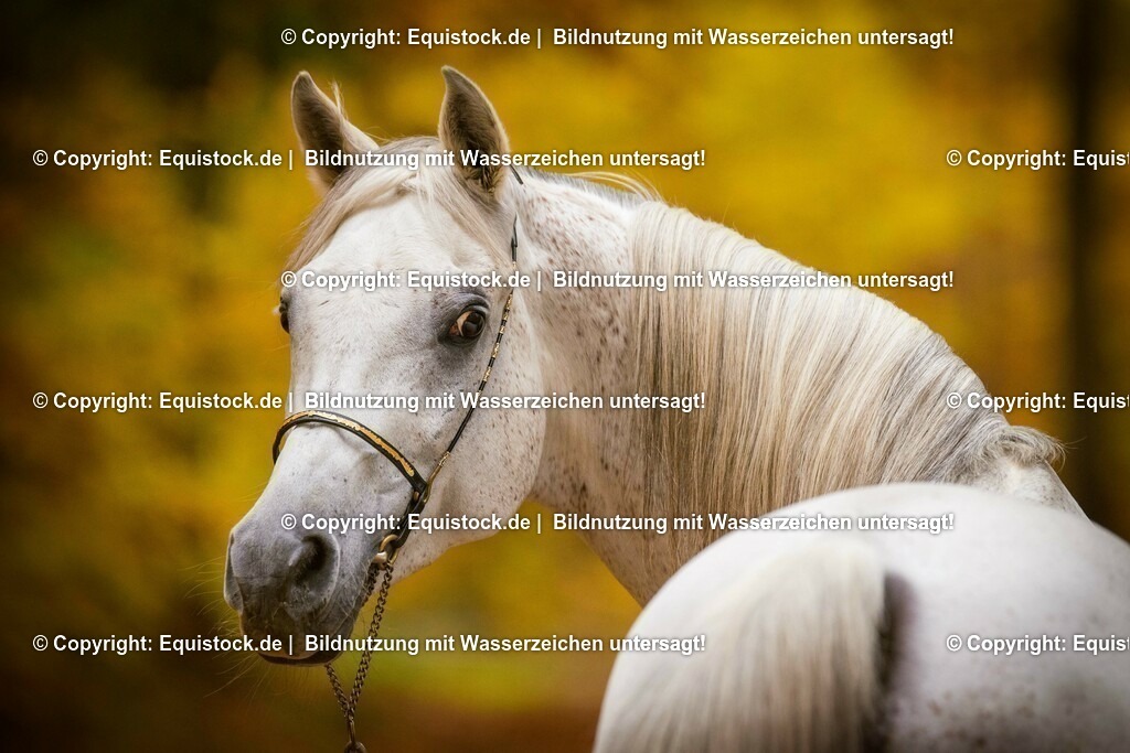 20151031_TOMsPiC_0323 | equistock