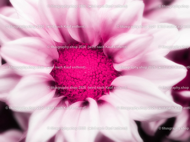 titusgraphy-P6100535_var-144 | Fotokunstarbeit aus der INSTAGRAM-Gallerie auf titusgraphy.eu - Realisiert mit Pictrs.com