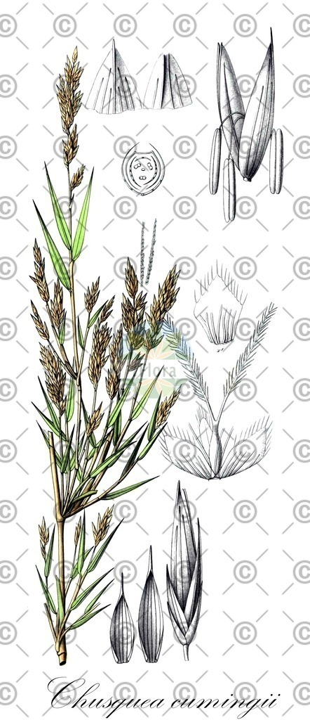 HistAbb_wfo-0000775080_1_ENZY_Simple | Historische Abbildung von Chusquea cumingii - Poaceae | Historical Illustration of Chusquea cumingii - Poaceae