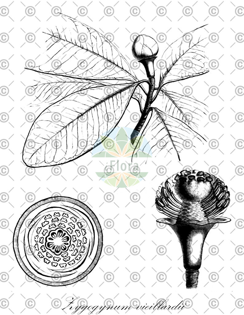 HistAbb_wfo-0000335794_1_ENZY_Simple | Historische Abbildung von Zygogynum vieillardii - Winteraceae | Historical Illustration of Zygogynum vieillardii - Winteraceae