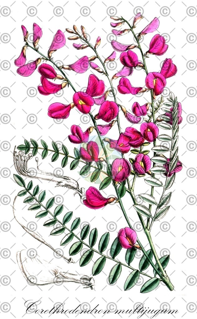 HistAbb_FALSCH_20_ENZY_Simple | Historische Abbildung von Corethrodendron multijugum - Fabaceae | Historical Illustration of Corethrodendron multijugum - Fabaceae