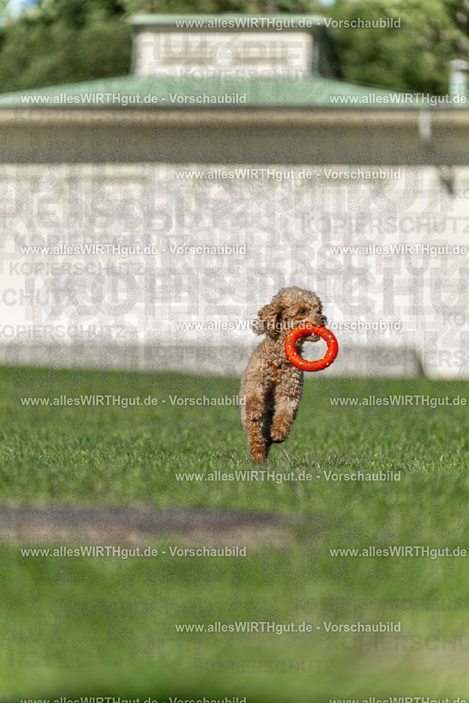 Hundeschwimmen_Volksbad_2026-allesWIRTHgut_Tierfotografie-2609061108-101825-7R509403 | Professionelle Tierfotografie in Mönchengladbach von Daniel Wirth (allesWIRTHgut). Liebevolle & natürliche Bilder von Hunden & Katzen für unvergessliche Erinnerungen.