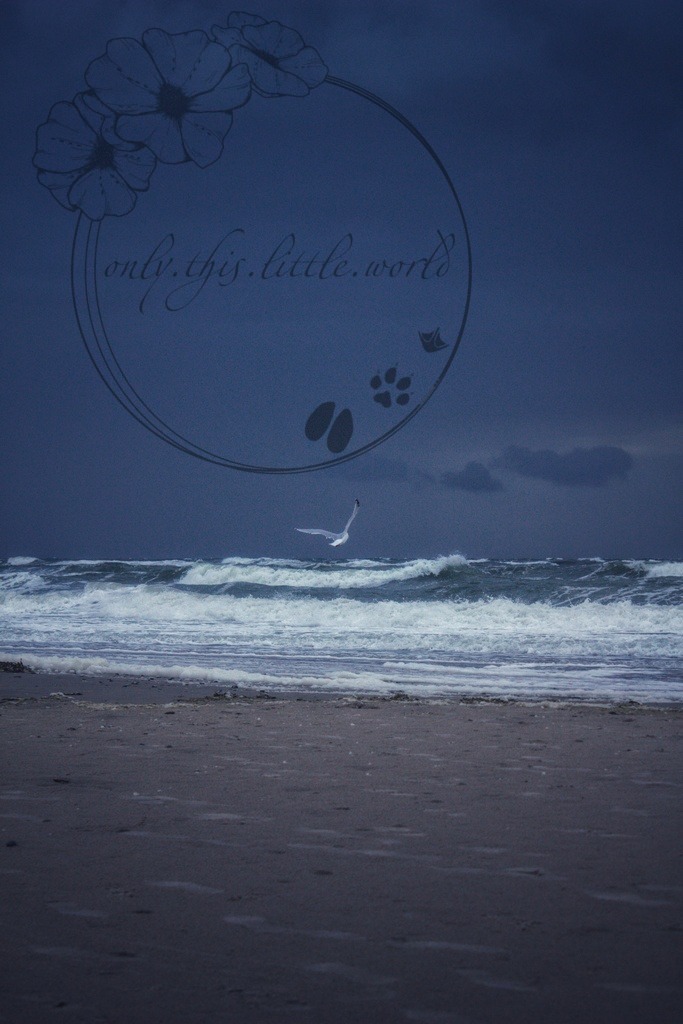 IMG_9202-01 | only.this.little.world - Realisiert mit Pictrs.com