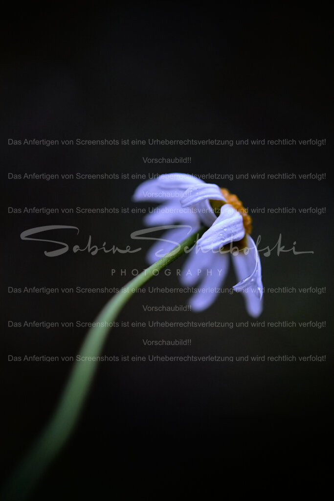 Wandbild Margerite | People- und Tierfotografie, Imageaufnahmen, Veranstaltungsfotografie und Wandbilder aus der Natur ★ Made in Germany ✔️ Druck + Downloads ✔️ Naturfotografie in Top Qualität ★ schneller Versand, weltweite Lieferung! - Realisiert mit Pictrs.com